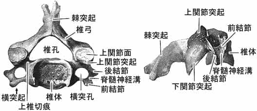 頚椎