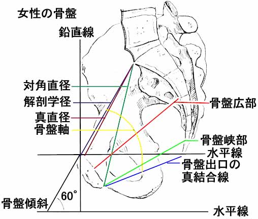 骨盤