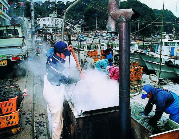 答志島和具浦漁港の塩ワカメづくり