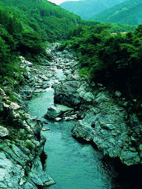 大台ヶ原のブナの原生林