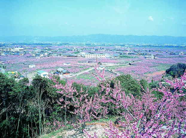 桃源郷一目十万本の桃の花