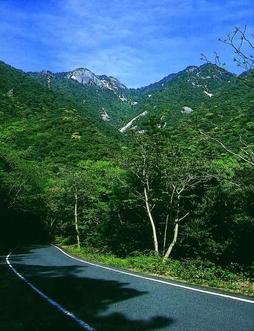 屋久島の照葉樹林と鯖節