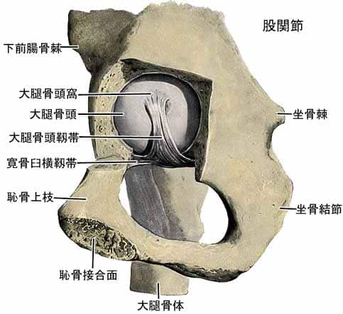 股関節