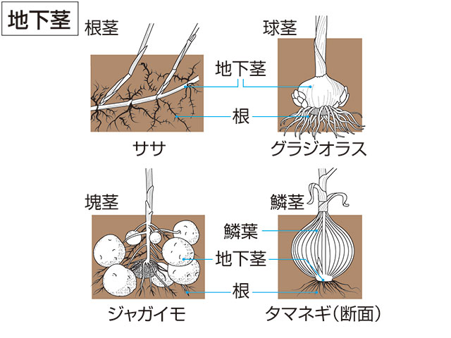 玉葱の画像