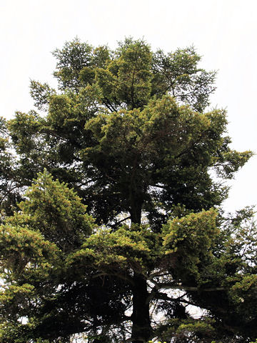 Taxus cuspidata