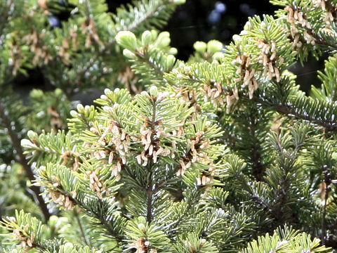 Taxus cuspidata