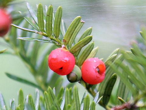 Taxus cuspidata