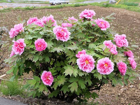 Paeonia suffruticosa