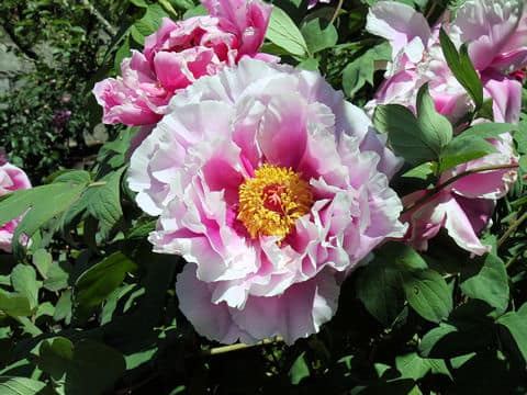 Paeonia suffruticosa