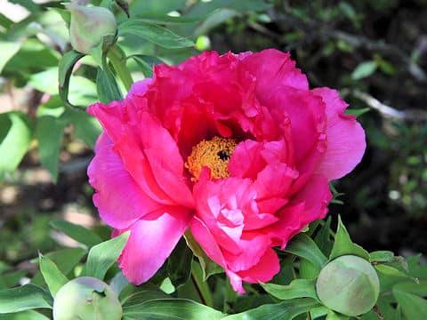 Paeonia suffruticosa