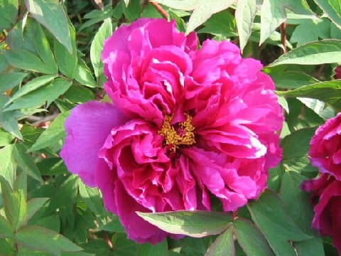 Paeonia suffruticosa