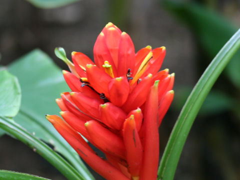 Musa coccinea