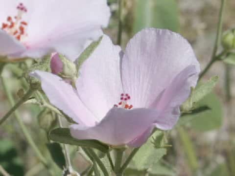 Hibiscus denudatus