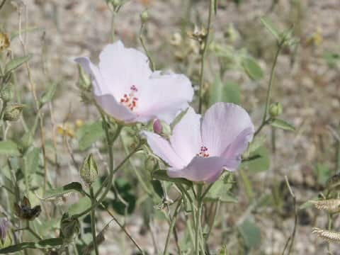 Hibiscus denudatus