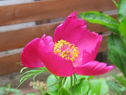 Paeonia tenuifolia