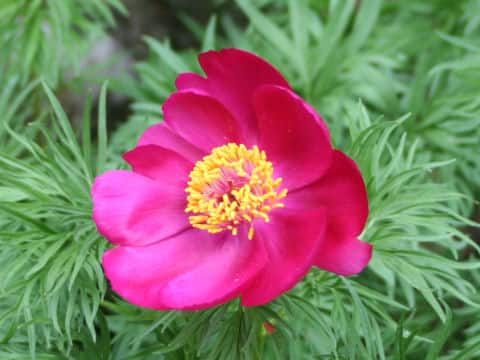 Paeonia tenuifolia