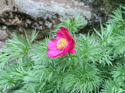 Paeonia tenuifolia