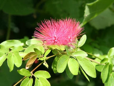 カリアンドラ・エマルギナタ