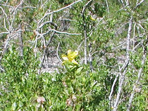 Larrea tridentata