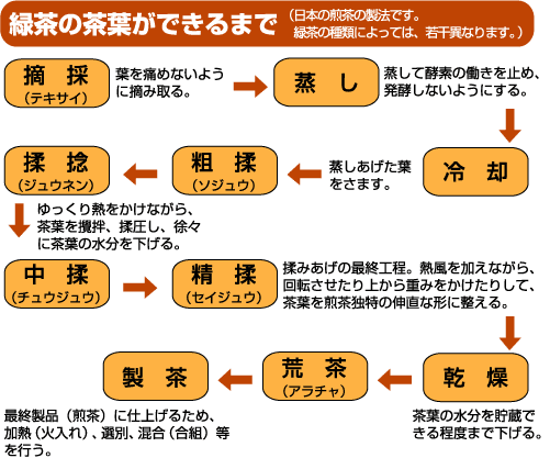 緑茶茶葉の製造工程