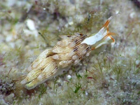 ミノウミウシ亜目の仲間２０