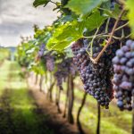 Death of the dinosaurs helped grapes conquer the world