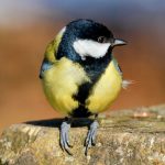 Tiny songbirds are masters of memory and adaptation