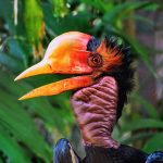 The helmeted hornbill can withstand high-impact collisions