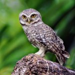 U.S. plans to save spotted owls by killing 450,000 barred owls