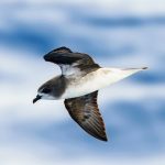 Riders on the storm: Why some seabirds chase cyclones