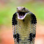 Cobra venom just became less deadly, thanks to a common drug