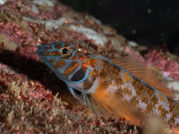 この前伊豆で見つけたのですが、なんという魚でしょうか？ 婚姻色のメスのようです。