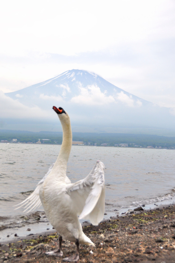 仕事がないので暇だと言えないものですか？ 来年からは農業も始めてみたいとか 文明生活依存度を下げるとか 無理に格好つけるのではなく 家計費節減のために工夫しなきゃと言えない物でしょうか 今時の７０歳ってそうなんですか？