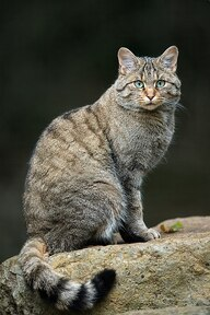 当代きっての生物学者が、富山山猫と名づけるのを聴いて、あなたが抱く印象について聴かせてください。 時代について行けてる人か、そうでないかの判断材料にさせていただきます。 よろしくお願いいたします。