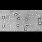 CIL_39146; NCBI Organism:Prochloron sp.; Cell Components:photosystem II, photosystem I; Biological process:photosynthesis, light harvesting