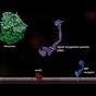 CIL_9775; NCBI Organism:Eukaryota; Cell Components:endoplasmic reticulum membrane Biological process:SRP-dependent cotranslational protein targeting to membrane, translocation