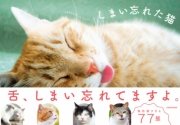 しまい忘れた猫