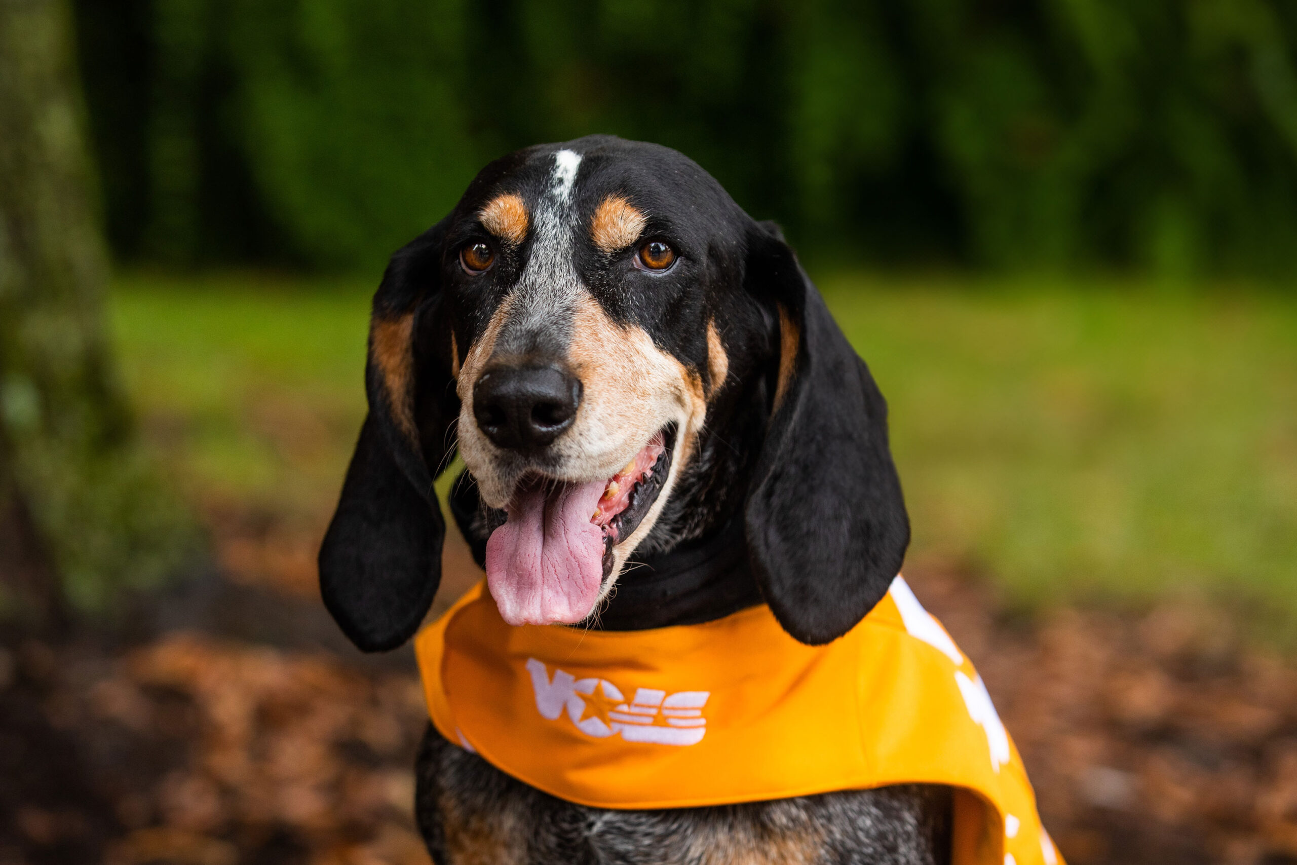 Smokey sits wearing a bright orange coat with VOLS