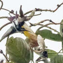 Image of Black-throated Mango