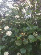 Image of common viburnum