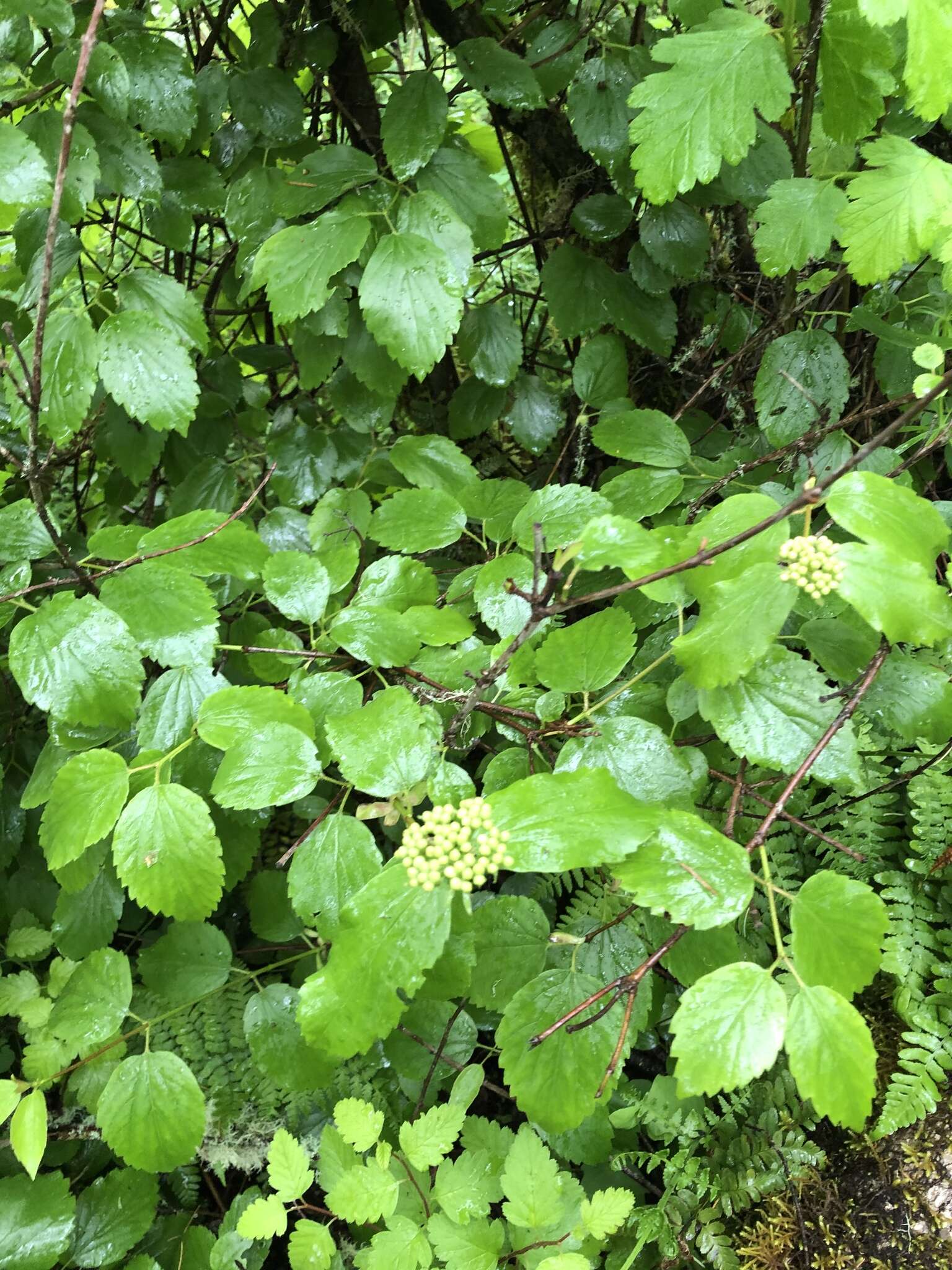 Image of common viburnum