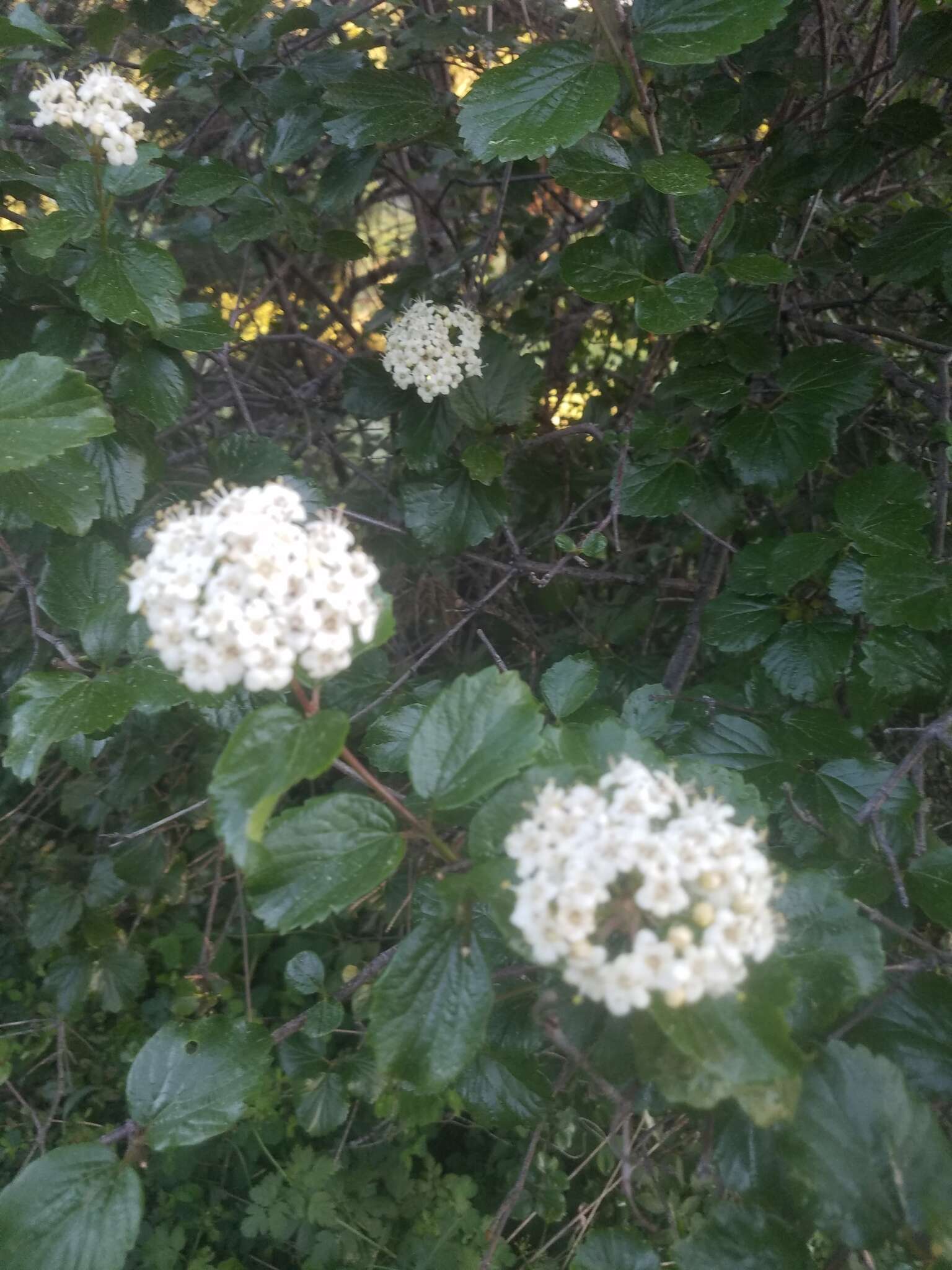 Image of common viburnum