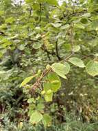 Image of common viburnum