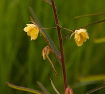 Image of sensitive pea