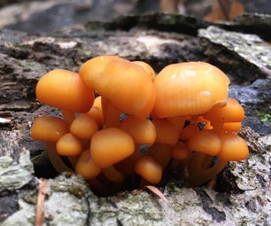 “Discover” a New Mushroom Species