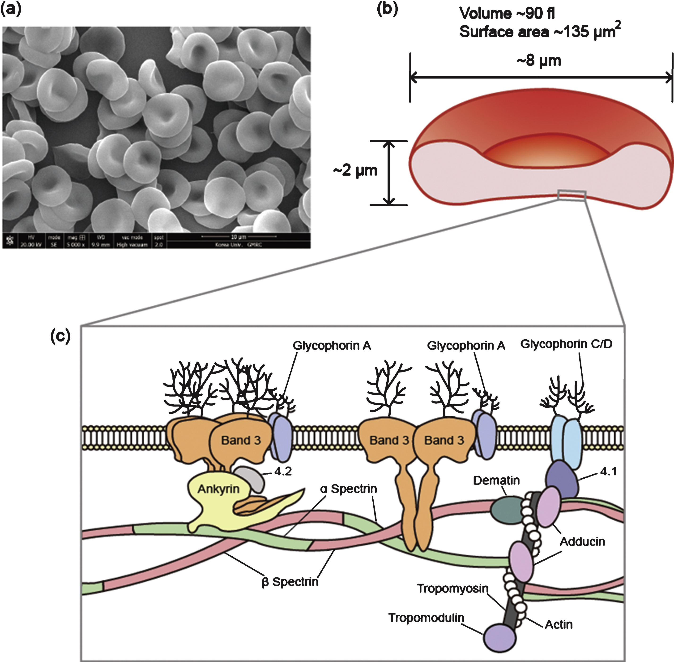 (a) Scanning electron microscopy image of a human red blood cell, (b) The shape of a human red blood cell with average geometric parameters, and (c) schematic organization of the red blood cell membrane.