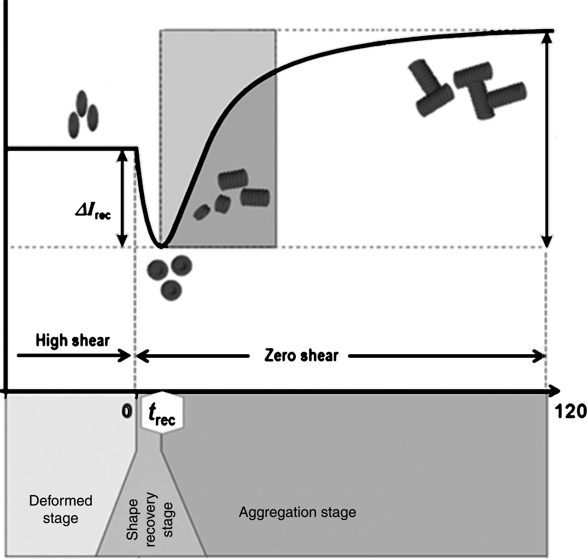 A typical syllectogram, measured by light transmission, before and after sudden cessation of shearing. t
rec is the time taken by RBCs to recover from an elongated shape back to their original shape.