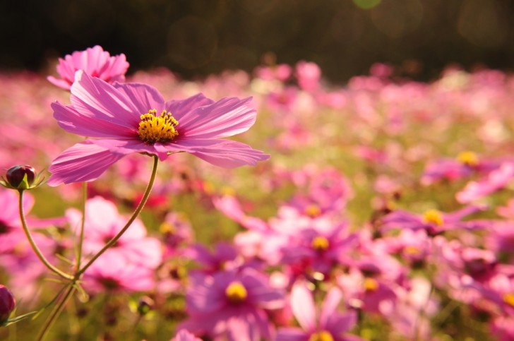 コスモスの花畑