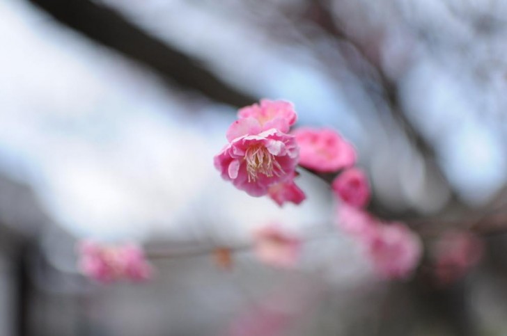 単焦点・梅の花