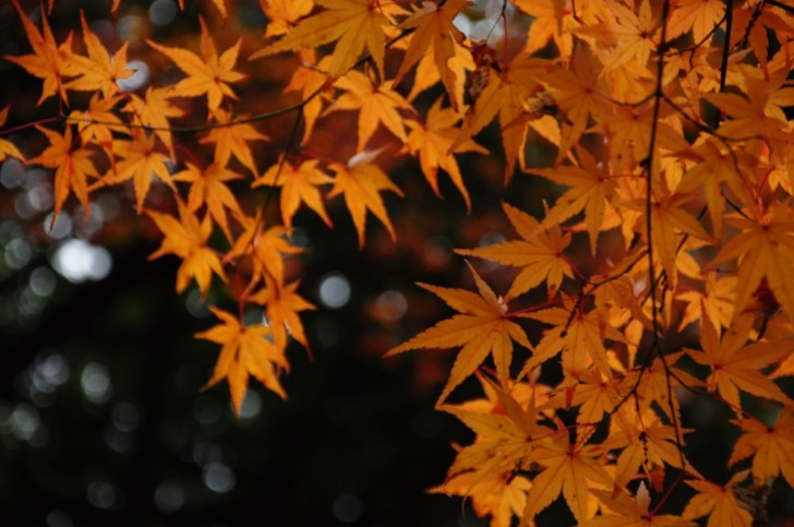 木漏れ日の紅葉